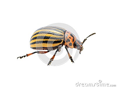 Colorado Potato Beetle Pest Insect Isolated on White Stock Photo