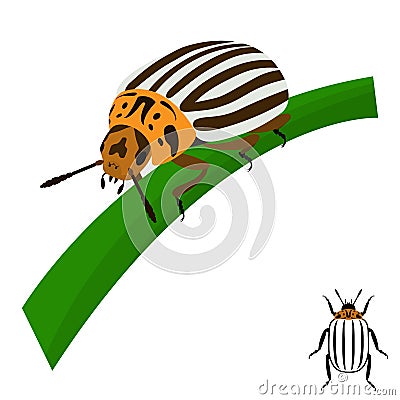 Colorado potato beetle sits on a stalk. Vector Illustration