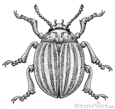 Colorado potato beetle tattoo art. Potato bug.Leptinotarsa decemlineata. Dot work tattoo. Insect drawing. Cartoon Illustration