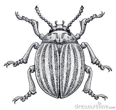 Colorado potato beetle tattoo art. Potato bug.Leptinotarsa decemlineata. Dot work tattoo. Insect drawing. Vector Illustration