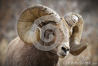 Colorado Rocky Mountain Bighorn Sheep Stock Photo