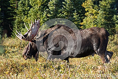 Colorado Shiras Moose Stock Photo