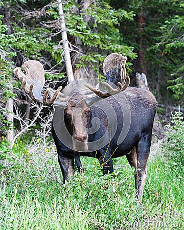 Colorado Shiras Moose Stock Photo