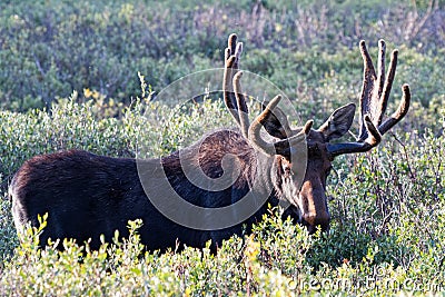 Colorado Shiras Moose Stock Photo