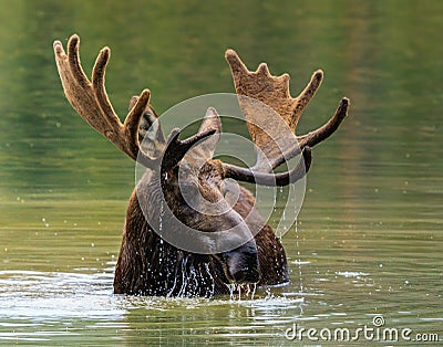 Colorado Shiras Moose Stock Photo