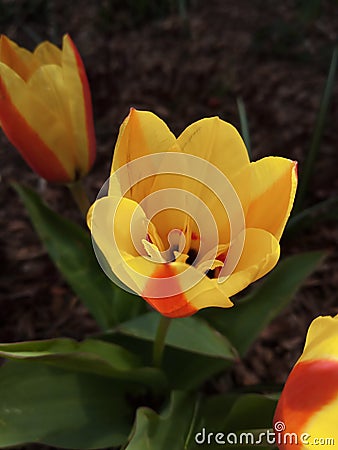 Colorado Spring Flowers Outdoors Nature Photography Stock Photo