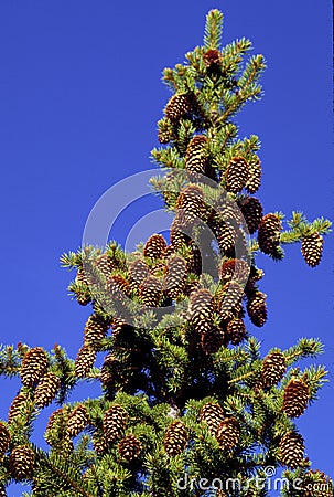 Colorado Spruce Seed Cones 58845 Stock Photo