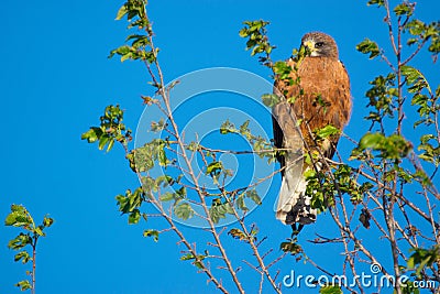 Colorado Swainson`s Hawk Stock Photo