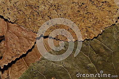 Colored Abstract Dried Leaves Textures closeup Stock Photo