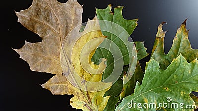 Colored autumn leaves. Yellow, gold on a black backlit background. Stock Photo