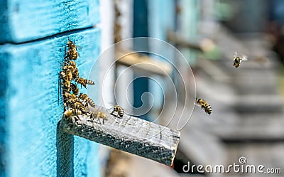 Colored bee hives, the bees return to their hives carrying honey with them Stock Photo