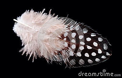 Colored bird feather isolated on black background Stock Photo