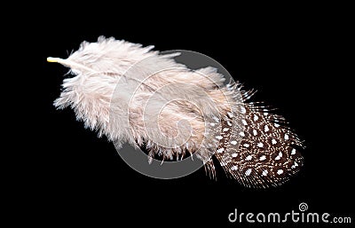 Colored bird feather isolated on black background Stock Photo