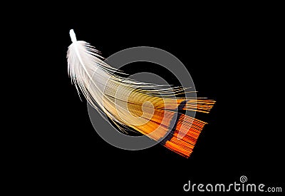 Colored bird feather isolated on black background Stock Photo