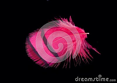 Colored bird feather isolated on black background Stock Photo