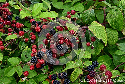 Mature Blackberries - a forest health treasury Stock Photo