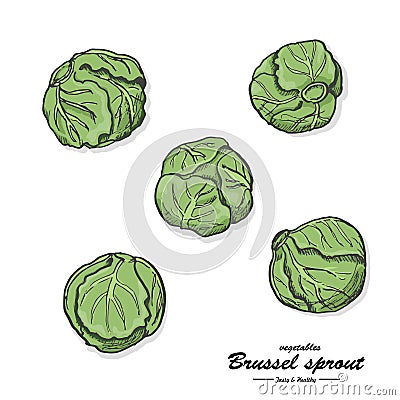 Colored Brussel sprout in sketch style Vector Illustration