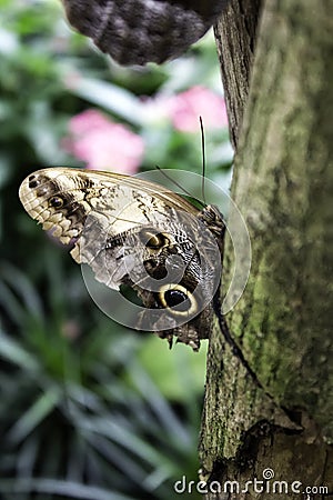 Butterflies entomology Stock Photo