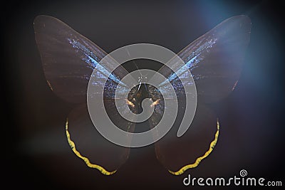 colored butterfly on a black background with a beautiful glow Stock Photo