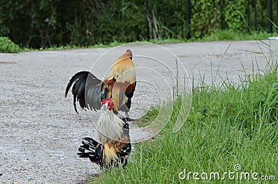 Colored chicken with colored rooster in the background walking on the road next to the grass Stock Photo