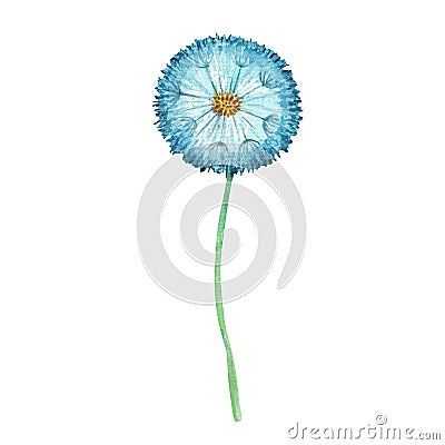 Colored cian watercolor dandelion with seeds parachutes and a green stalk. Hand drawn Wild flower on a white background. Design Stock Photo