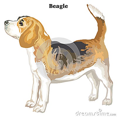 Colored decorative standing portrait of beagle vector illustration Vector Illustration