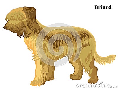 Colored decorative standing portrait of Briard vector illustration Vector Illustration