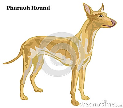 Colored decorative standing portrait of Pharaoh Hound vector illustration Vector Illustration