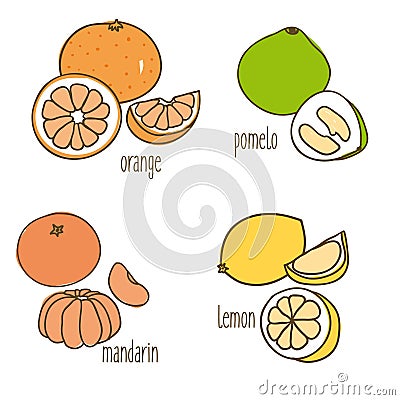 Colored Drawing Citrus Fruits Collection Vector Illustration