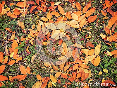 Colored fallen leafs Editorial Stock Photo