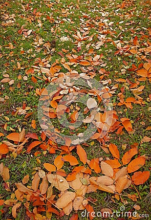 Colored fallen leafs Editorial Stock Photo