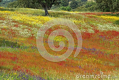 Colored field in alentejo in the Spring. Stock Photo