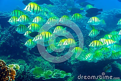 Colored fish over corals Stock Photo