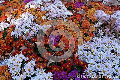 Colored flowers Stock Photo