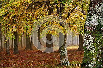 Autumn landscape. Mystic colored foggy forest Stock Photo