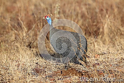 The colored guineafowl Numida meleagris in yellow grass in the savanna.Colorful chicken from Africa with a bald head in the Stock Photo