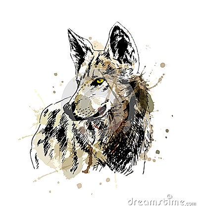 Colored hand sketch wolfs head Vector Illustration