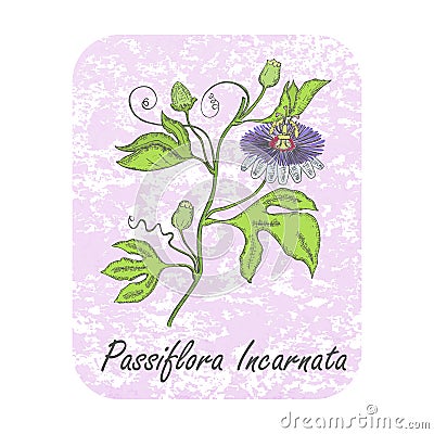 Colored Herbal Plant Maypop on Textured Substrate Vector Illustration