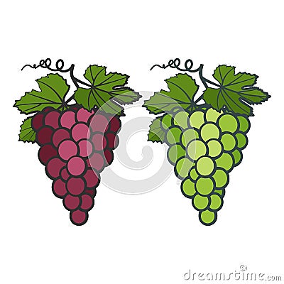 Colored icons of bunches of grapes with leaves Vector Illustration