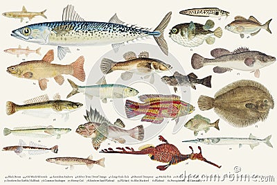 Colored illustration of fish drawing collection Cartoon Illustration