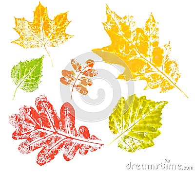 Colored imprint of autumn leaves isolated Stock Photo