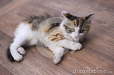 Colored kitten with happy lies and has a rest Stock Photo