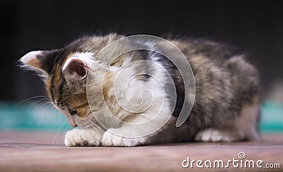 Colored kitten lies and does not look at the camera, close-up Stock Photo
