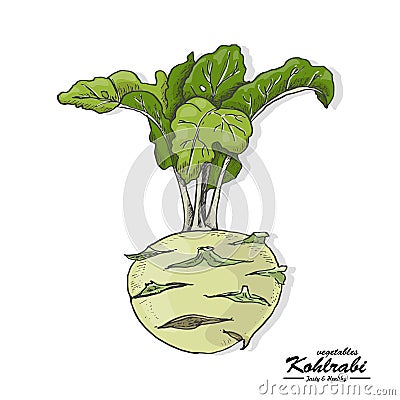 Colored kohlrabi in sketch style Vector Illustration