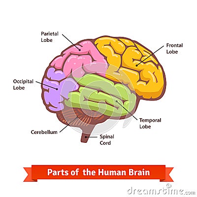 Colored and labeled human brain diagram Vector Illustration