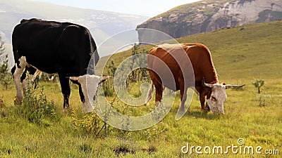 Colored landscape photo of Nguni cow and bull in the Drakensberg-mountains. Stock Photo