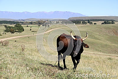 Colored landscape photo of a Tuli cow in the Drakensberg-mountains area. Stock Photo
