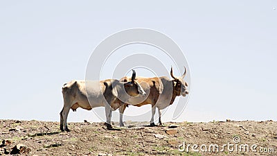 Colored landscape photo of a Tuli cows in the Drakensberg-mountains area. Stock Photo