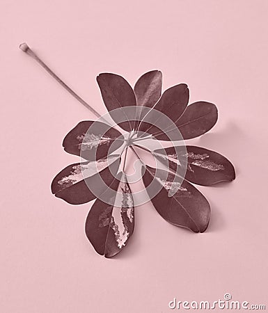 Colored leaf on pink paper background Stock Photo
