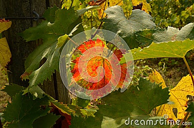Colored Leaf in a Vineyards in Chianti Stock Photo